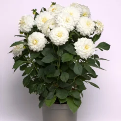 Roots Plants Dahlia Gardenetta 'White' Jumbo Plug Plants