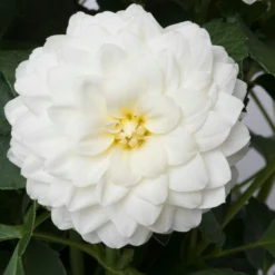 Roots Plants Dahlia Gardenetta 'White' Jumbo Plug Plants