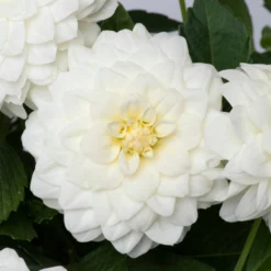 Roots Plants Dahlia Gardenetta 'White' Jumbo Plug Plants