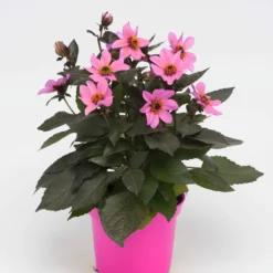 Roots Plants Dahlia 'Happy Days Pink' Jumbo Plug Plants 11 Roots Plants Dahlia 'Happy Days Pink' Jumbo Plug Plants