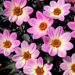 Roots Plants Dahlia 'Happy Days Pink' Jumbo Plug Plants