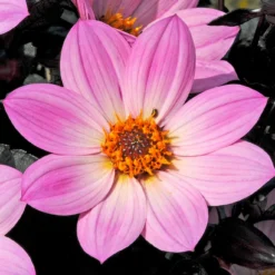 Roots Plants Dahlia 'Happy Days Pink' Jumbo Plug Plants 9 Roots Plants Dahlia 'Happy Days Pink' Jumbo Plug Plants