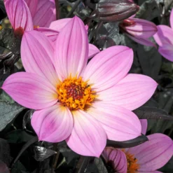Roots Plants Dahlia 'Happy Days Pink' Jumbo Plug Plants
