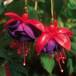 Roots Plants Fuchsias Trailing Fuchsia 'Dark Eyes' Jumbo Plug Plants
