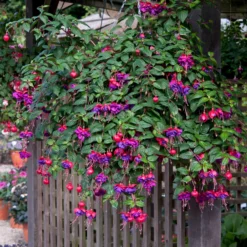 Roots Plants Fuchsias Trailing Fuchsia 'Dark Eyes' Jumbo Plug Plants
