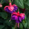 Roots Plants Fuchsias Trailing Fuchsia 'Dark Eyes' Jumbo Plug Plants 1 Roots Plants Fuchsias Trailing Fuchsia 'Dark Eyes' Jumbo Plug Plants