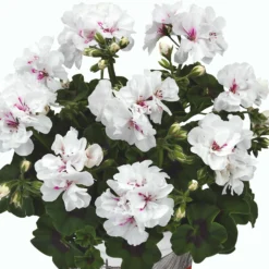 Roots Plants Geranium Sunflair 'Eva White' Jumbo Plug Plants 8 Roots Plants Geranium Sunflair 'Eva White' Jumbo Plug Plants