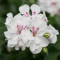 Roots Plants Geranium Sunflair 'Eva White' Jumbo Plug Plants