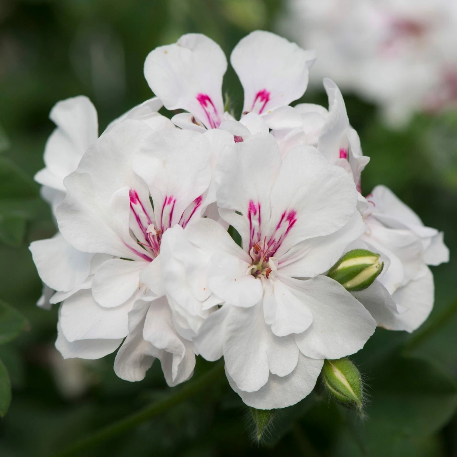 Roots Plants Geranium Sunflair 'Eva White' Jumbo Plug Plants 4 Roots Plants Geranium Sunflair 'Eva White' Jumbo Plug Plants