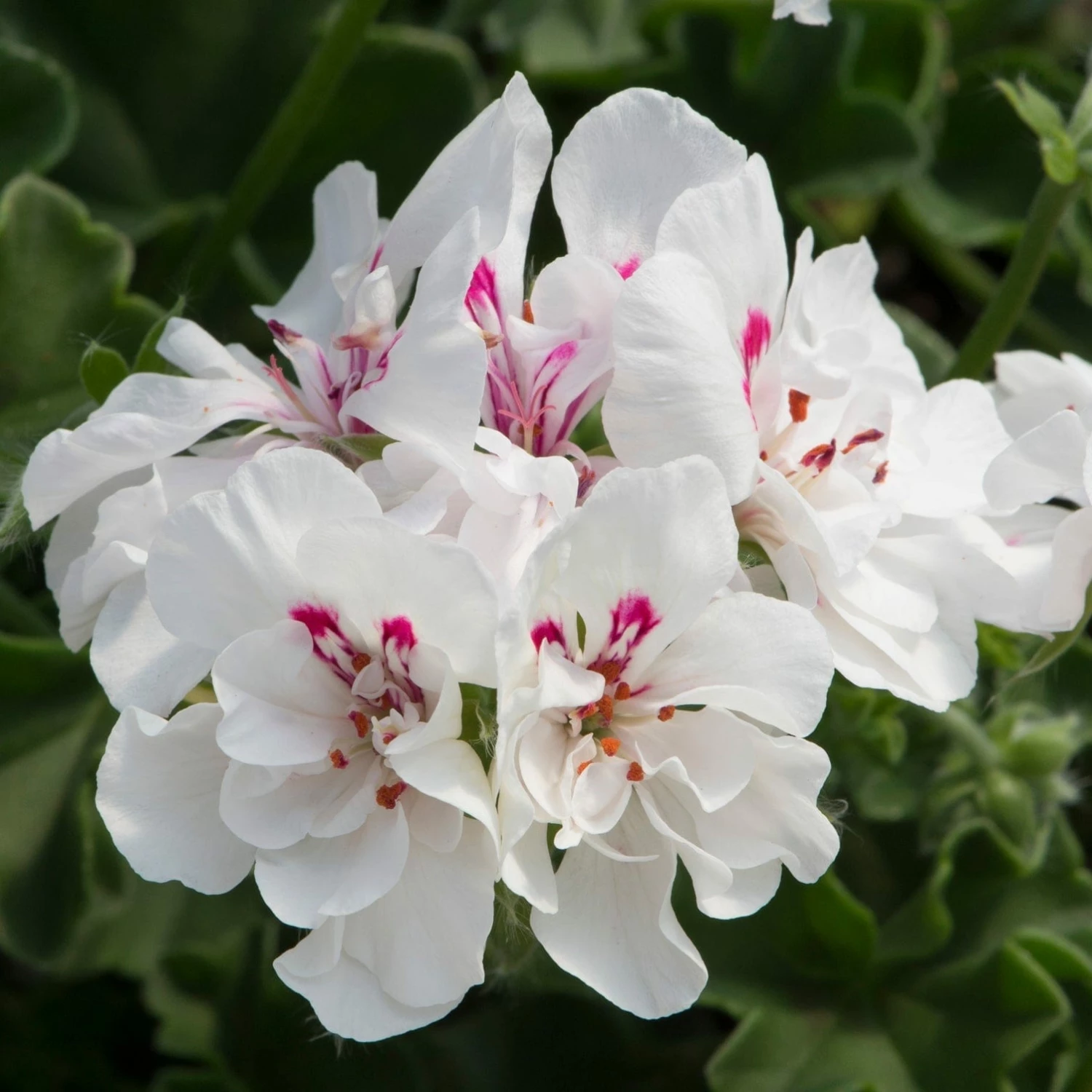 Roots Plants Geranium Sunflair 'Eva White' Jumbo Plug Plants 3 Roots Plants Geranium Sunflair 'Eva White' Jumbo Plug Plants