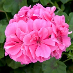 Roots Plants Geraniums & Pelargoniums Geranium Sunflair 'Linda Pink' Jumbo Plug Plants