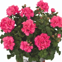 Roots Plants Geraniums & Pelargoniums Geranium Sunflair 'Linda Pink' Jumbo Plug Plants