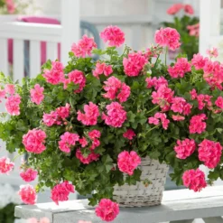 Roots Plants Geraniums & Pelargoniums Geranium Sunflair 'Linda Pink' Jumbo Plug Plants