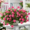 Roots Plants Geraniums & Pelargoniums Geranium Sunflair 'Linda Pink' Jumbo Plug Plants