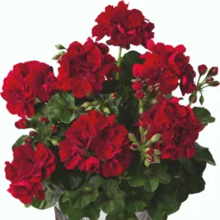 Roots Plants Geranium Sunflair Ruben 'Dark Red' Jumbo Plug Plants