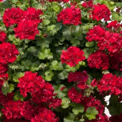 Roots Plants Geranium Sunflair Ruben 'Dark Red' Jumbo Plug Plants