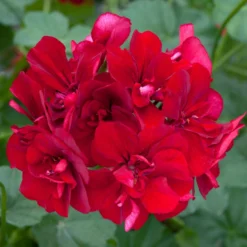 Roots Plants Geranium Sunflair Ruben 'Dark Red' Jumbo Plug Plants