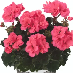 Roots Plants Geraniums & Pelargoniums Geranium Zonal Dolce Vita 'Hot Coral' Jumbo Plug Plants
