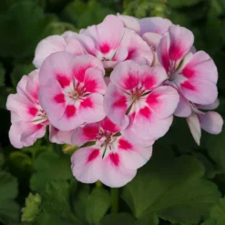 Roots Plants Geranium Zonal Smart 'Lieke Pink Eye' Jumbo Plug Plants Geraniums & Pelargoniums 9 Roots Plants Geranium Zonal Smart 'Lieke Pink Eye' Jumbo Plug Plants Geraniums & Pelargoniums