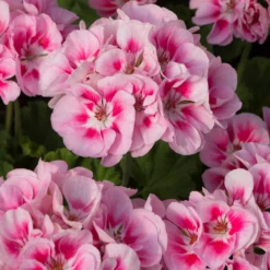 Roots Plants Geranium Zonal Smart 'Lieke Pink Eye' Jumbo Plug Plants Geraniums & Pelargoniums