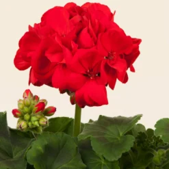 Roots Plants Geraniums & Pelargoniums Geranium Zonal Smart 'Senna Red' Jumbo Plug Plants