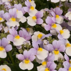 Roots Plants Nemesia 'Easter Bonnet' Jumbo Plug Plants 8 Roots Plants Nemesia 'Easter Bonnet' Jumbo Plug Plants
