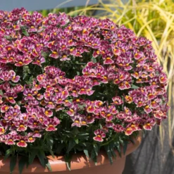 Roots Plants Nemesia Nesia 'Tutti Frutti' Jumbo Plug Plants