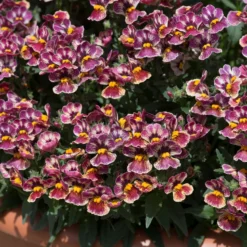 Roots Plants Nemesia Nesia 'Tutti Frutti' Jumbo Plug Plants