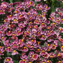 Roots Plants Nemesia Nesia 'Tutti Frutti' Jumbo Plug Plants