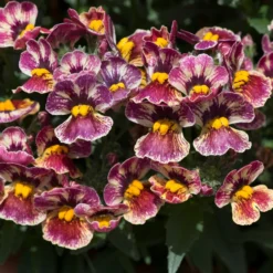 Roots Plants Nemesia Nesia 'Tutti Frutti' Jumbo Plug Plants