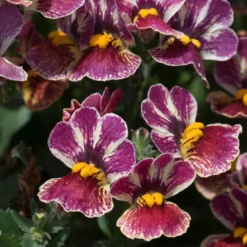 Roots Plants Nemesia Nesia 'Tutti Frutti' Jumbo Plug Plants