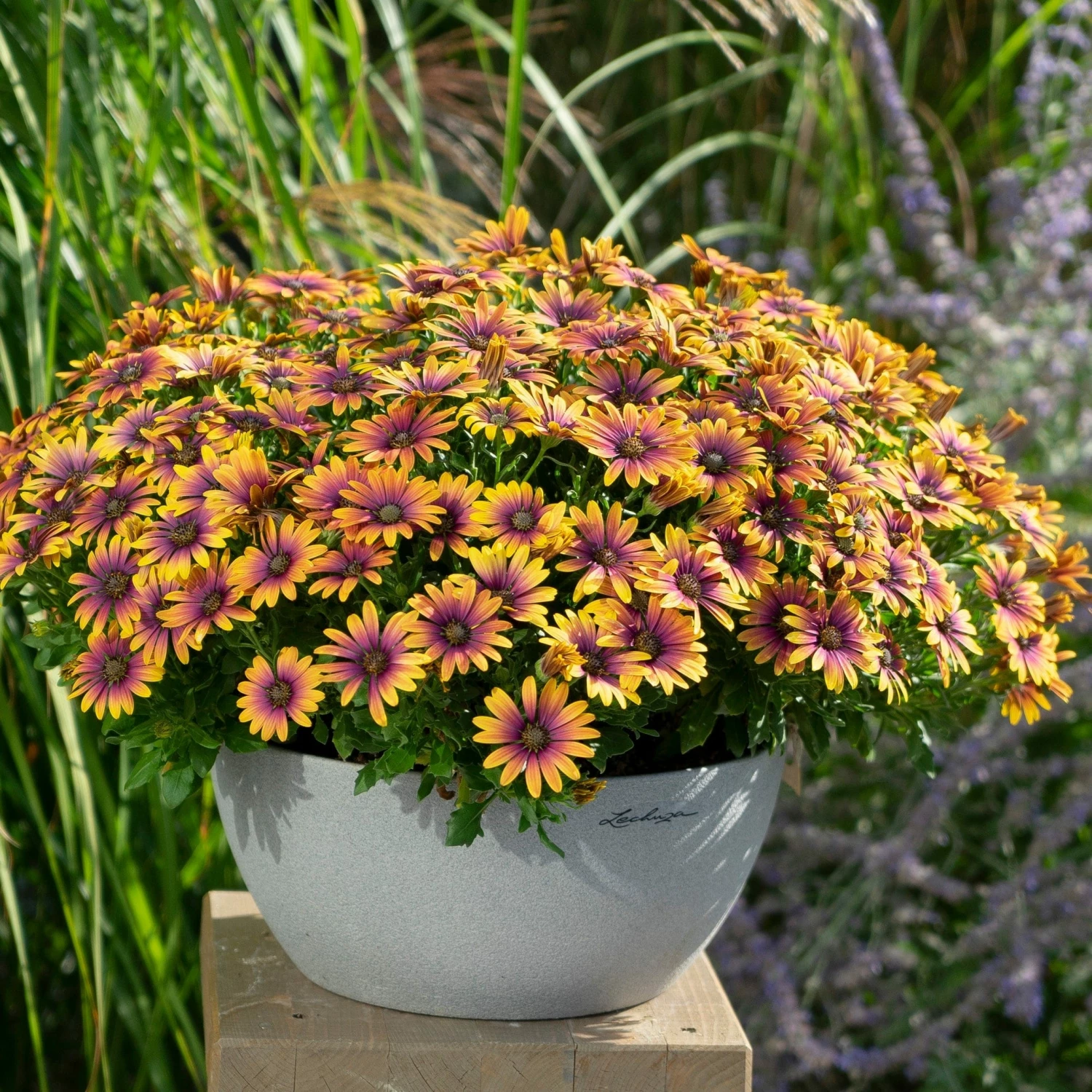 Roots Plants Osteospermum FlowerPower 'Purple Sun' Jumbo Plug Plants 4 Roots Plants Osteospermum FlowerPower 'Purple Sun' Jumbo Plug Plants