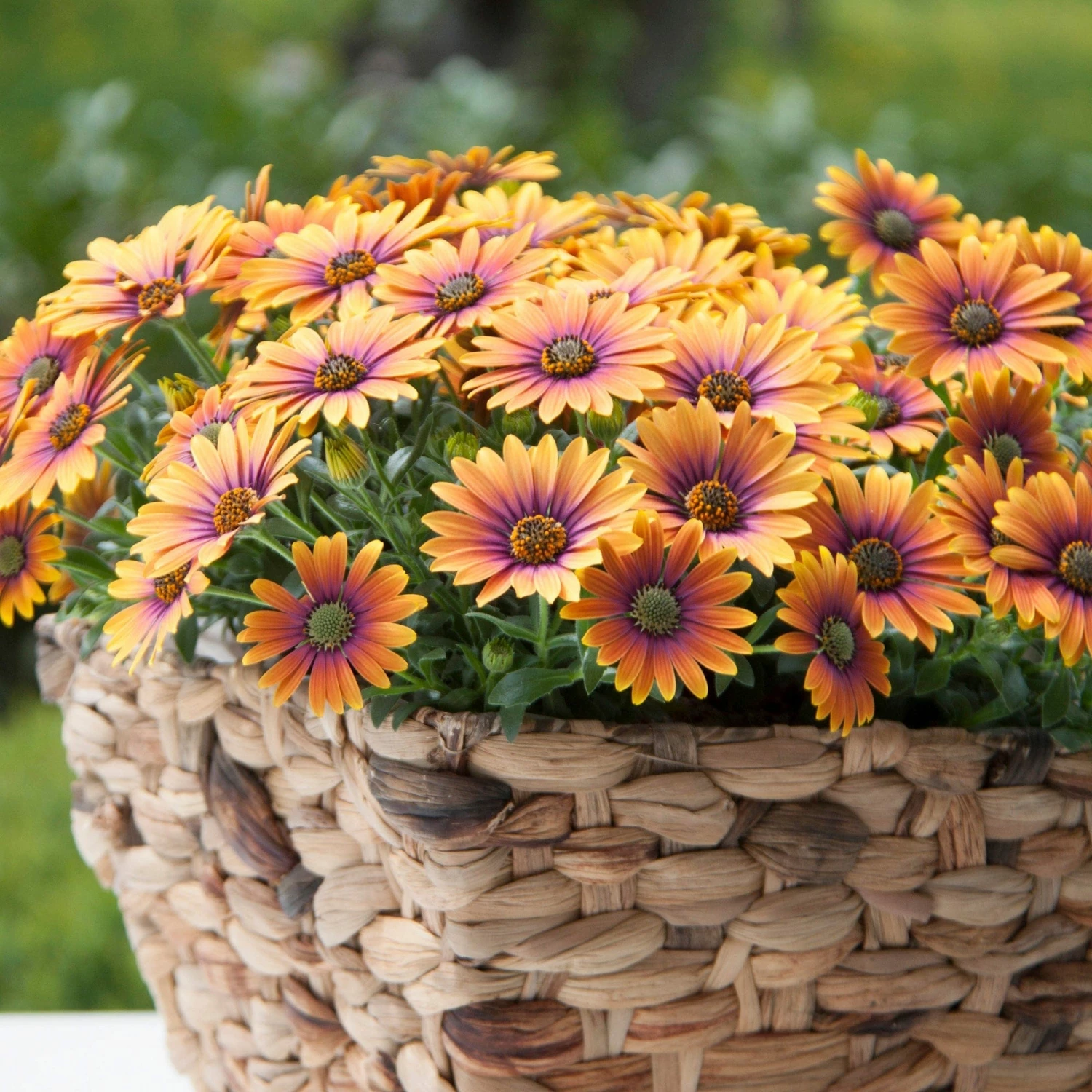 Roots Plants Osteospermum FlowerPower 'Purple Sun' Jumbo Plug Plants 3 Roots Plants Osteospermum FlowerPower 'Purple Sun' Jumbo Plug Plants