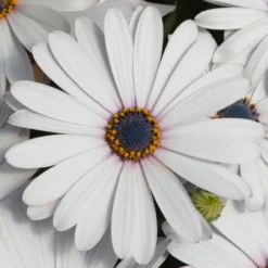 Roots Plants Osteospermum FlowerPower 'White' Jumbo Plug Plants 10 Roots Plants Osteospermum FlowerPower 'White' Jumbo Plug Plants