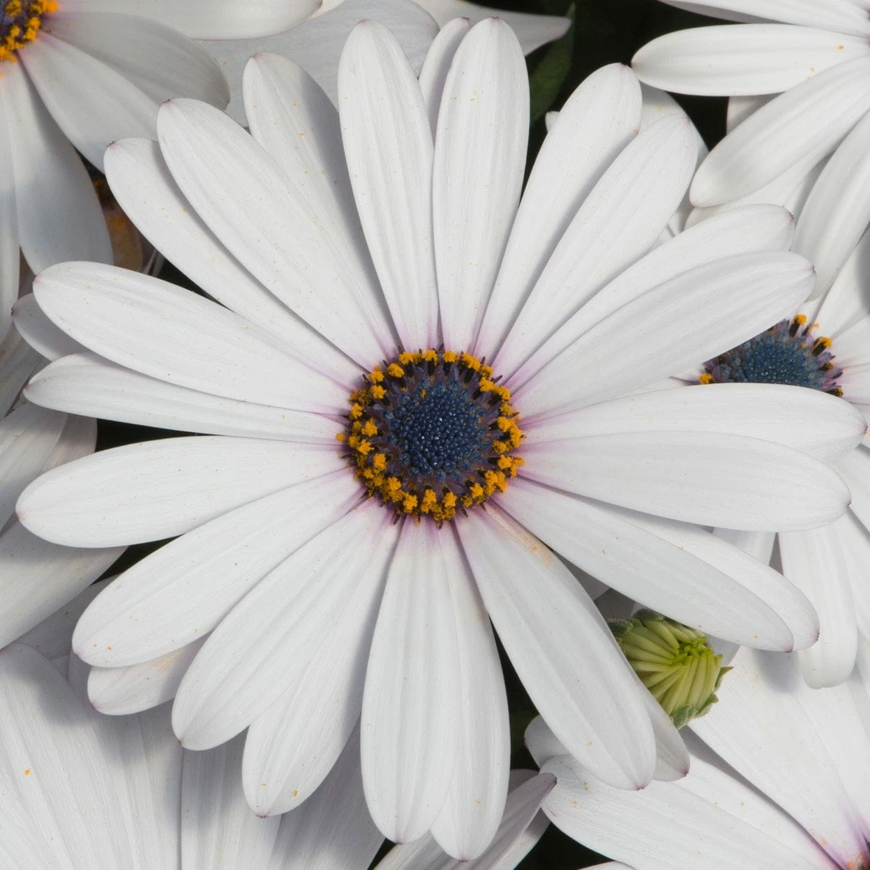 Roots Plants 12 Annuals For Pots | The Mr Blue Sky Collection | Petunia, Osteospermum & Lobelia 6 Roots Plants 12 Annuals For Pots | The Mr Blue Sky Collection | Petunia, Osteospermum & Lobelia