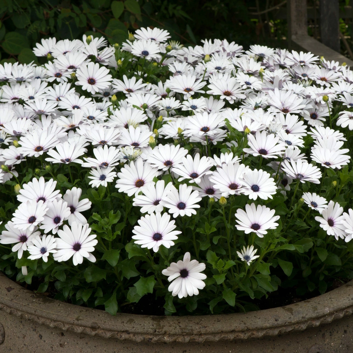 Roots Plants Osteospermum FlowerPower 'White' Jumbo Plug Plants 5 Roots Plants Osteospermum FlowerPower 'White' Jumbo Plug Plants