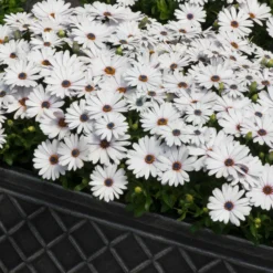 Roots Plants Osteospermum FlowerPower 'White' Jumbo Plug Plants
