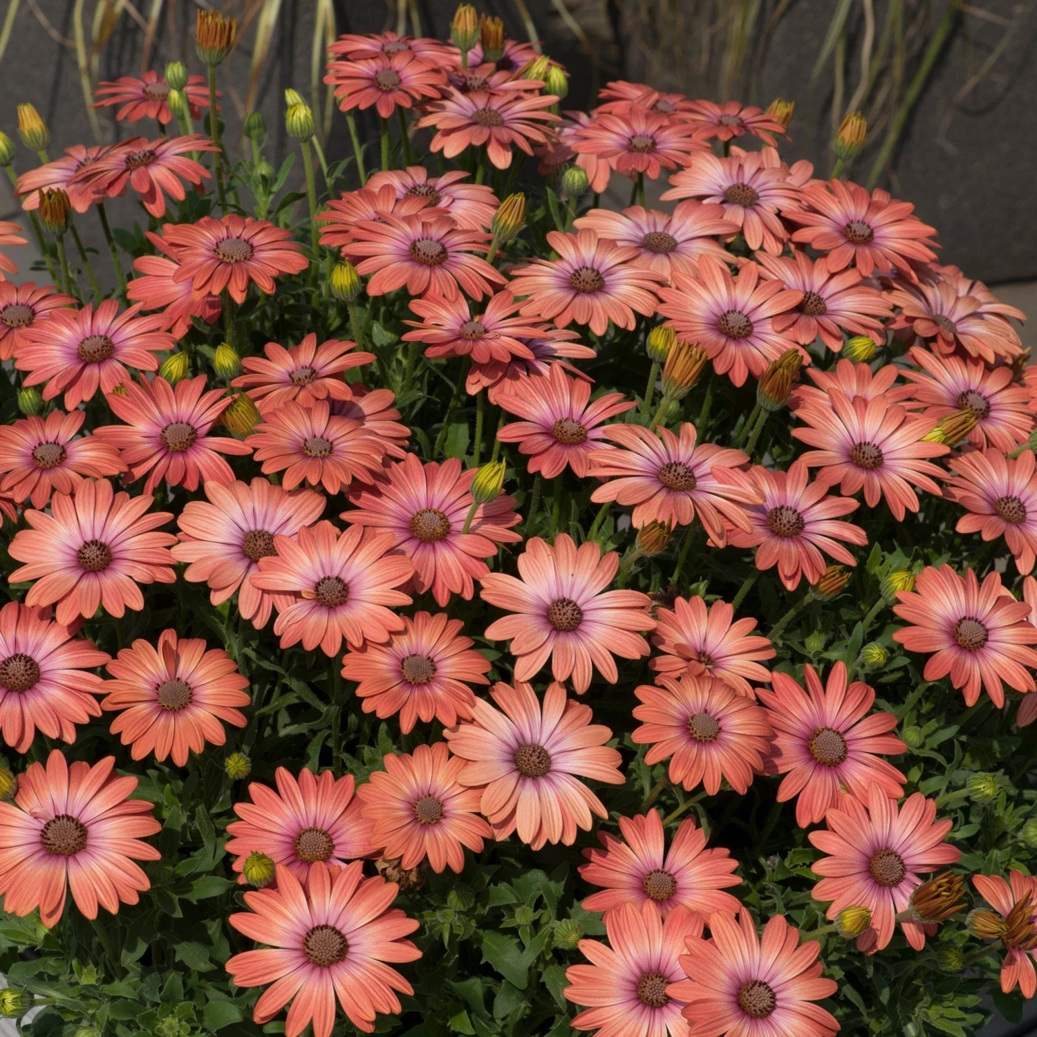 Roots Plants Osteospermum Serenity 'Coral Magic' Jumbo Plug Plants 4 Roots Plants Osteospermum Serenity 'Coral Magic' Jumbo Plug Plants