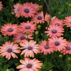 Roots Plants Osteospermum Serenity 'Coral Magic' Jumbo Plug Plants 12 Roots Plants Osteospermum Serenity 'Coral Magic' Jumbo Plug Plants