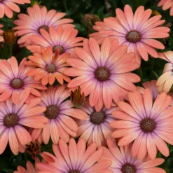 Roots Plants Osteospermum Serenity 'Coral Magic' Jumbo Plug Plants 11 Roots Plants Osteospermum Serenity 'Coral Magic' Jumbo Plug Plants