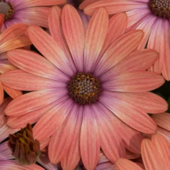 Roots Plants Osteospermum Serenity 'Coral Magic' Jumbo Plug Plants 10 Roots Plants Osteospermum Serenity 'Coral Magic' Jumbo Plug Plants
