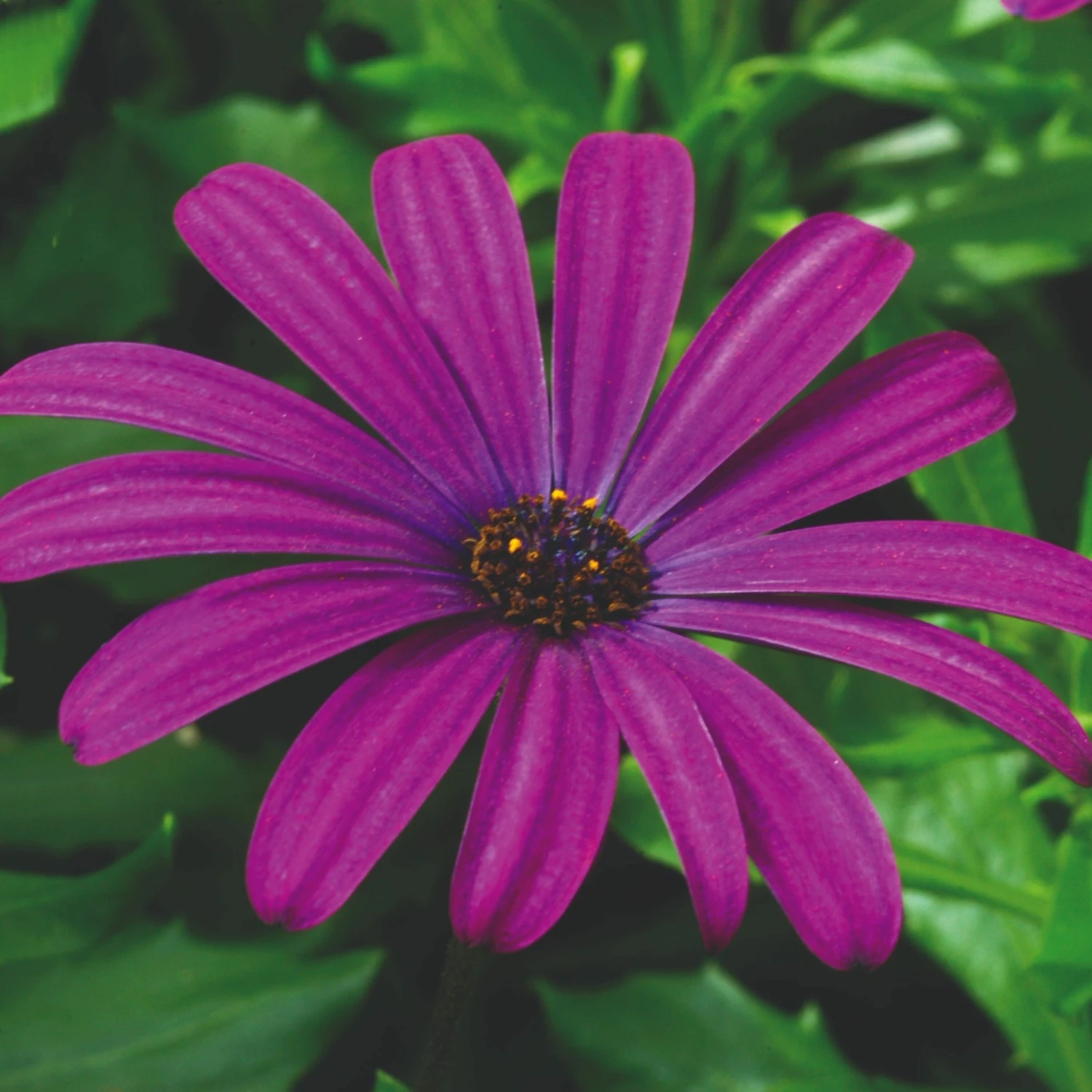 Roots Plants Osteospermum Serenity 'Dark Purple' Jumbo Plug Plants 5 Roots Plants Osteospermum Serenity 'Dark Purple' Jumbo Plug Plants