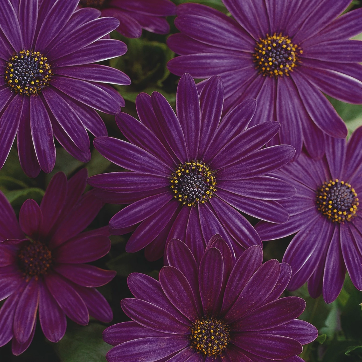 Roots Plants Osteospermum Serenity 'Dark Purple' Jumbo Plug Plants 4 Roots Plants Osteospermum Serenity 'Dark Purple' Jumbo Plug Plants