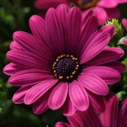 Roots Plants Osteospermum Serenity 'Dark Purple' Jumbo Plug Plants