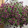 Roots Plants Petunias Petunia Cascadia 'Rim Magenta' Jumbo Plug Plants