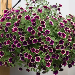 Roots Plants Petunias Petunia Cascadia 'Rim Magenta' Jumbo Plug Plants