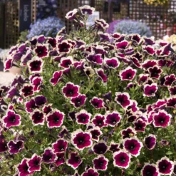 Roots Plants Petunias Petunia Cascadia 'Rim Magenta' Jumbo Plug Plants 14 Roots Plants Petunias Petunia Cascadia 'Rim Magenta' Jumbo Plug Plants