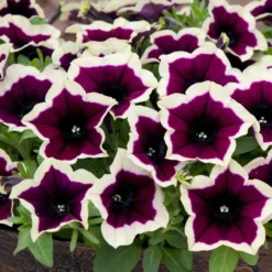 Roots Plants Petunias Petunia Cascadia 'Rim Magenta' Jumbo Plug Plants 12 Roots Plants Petunias Petunia Cascadia 'Rim Magenta' Jumbo Plug Plants