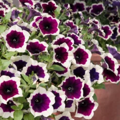 Roots Plants Petunias Petunia Cascadia 'Rim Magenta' Jumbo Plug Plants 11 Roots Plants Petunias Petunia Cascadia 'Rim Magenta' Jumbo Plug Plants