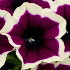 Roots Plants 12 Trailing Annuals | The Best Petunias For Hanging Baskets All Annual Bedding